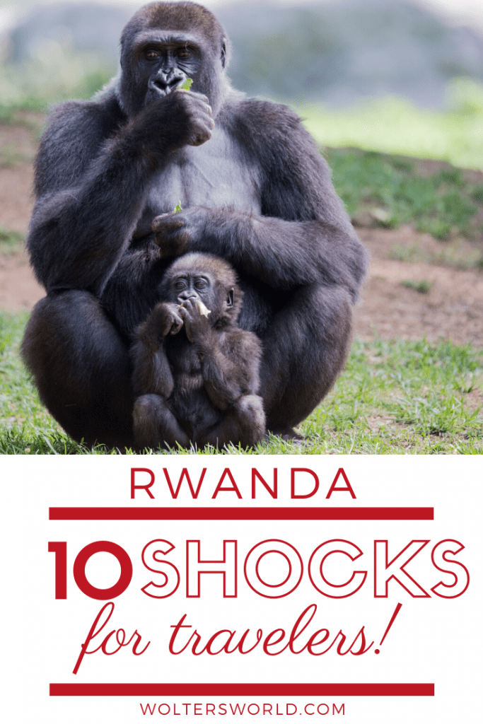Gorillas in Rwanda